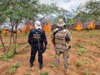 policia-federal-destroi-214-mil-pes-de-maconha-no-sertao-de-pernambuco