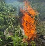 policia-erradica-plantacao-com-4,8-mil-pes-de-maconha-no-sertao