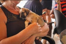 feira-gratuita-de-adocao-animal-e-realizada-em-caruaru