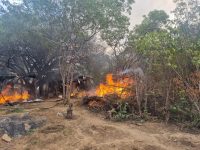 policia-erradica-e-incinera-mais-de-27-mil-pes-de-maconha-em-sertania