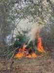 policia-erradica-e-incinera-3,1-mil-pes-de-maconha-em-betania,-no-sertao