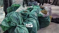 policia-apreende-mais-de-100-quilos-de-maconha-depois-de-troca-de-tiros-na-br-232