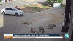 camera-flagra-motorista-avancando-carro-em-grupo-de-caes-e-atropelando-um-deles;-veja-video