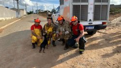 video:-bombeiros-cavam-mais-de-20-metros-de-tubulacao-para-resgatar-filhote-de-cachorro