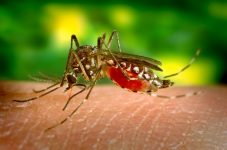 pe-confirma-primeira-morte-por-dengue-em-2024;-paciente-era-de-tuparetama,-no-sertao