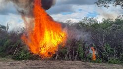 pf-destroi-quase-500-mil-pes-de-maconha-em-municipios-do-sertao-de-pe-e-da-pb