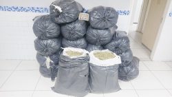 policia-militar-apreende-mais-de-270kg-de-maconha-em-sertania