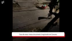 video:-apos-denuncias,-policia-civil-registra-caso-de-maus-tratos-de-animal-contra-homem-em-caruaru