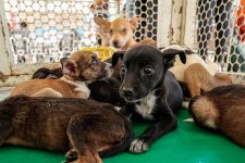 feira-de-adocao-de-pets-acontece-no-marco-zero-de-caruaru;-saiba-como-adotar