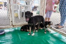 feira-de-adocao-de-animais-acontece-em-caruaru