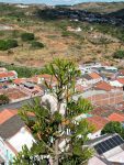 corpo-de-bombeiros-investiga-conduta-adotada-em-resgate-de-gato-que-morreu-apos-receber-jato-d’agua-e-cair-de-arvore-com-32-metros-em-triunfo